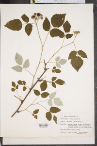 Rubus occidentalis image